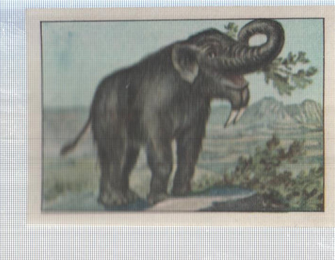Cromo Nestle numerado 110: Elefante