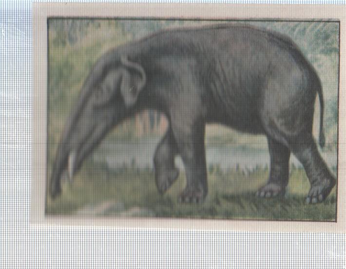 Cromo Nestle numerado 111: Elefante