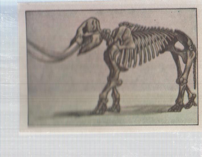 Cromo Nestle numerado 113: esqueleto Elefante