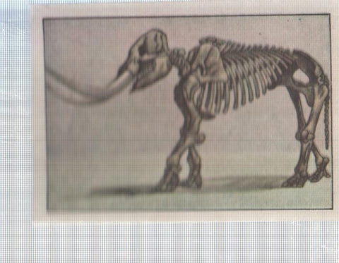 Cromo Nestle numerado 113: esqueleto Elefante