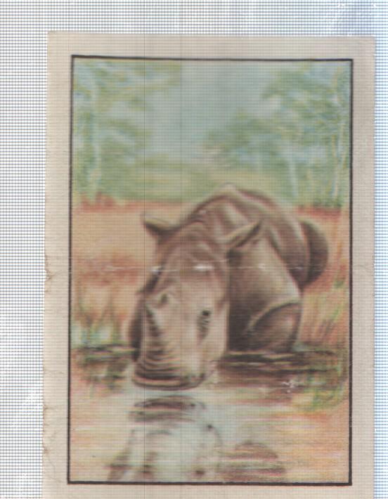 Cromo Nestle numerado 130: Hipopotamo