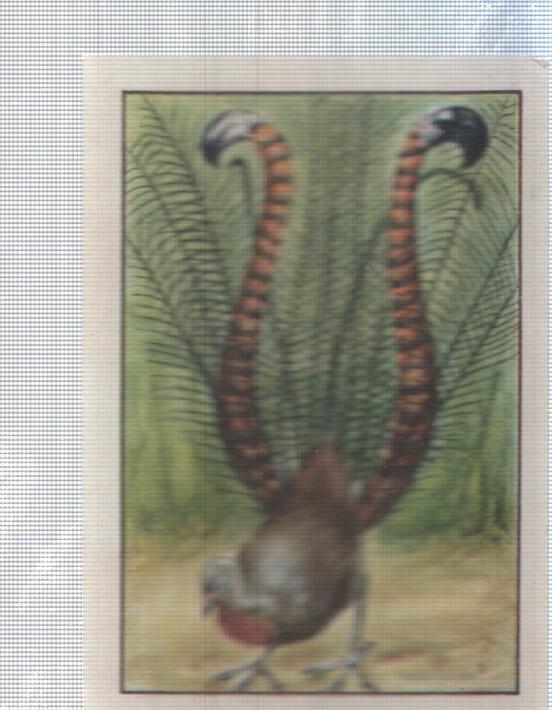 Cromo Nestle numerado 131: pavo real