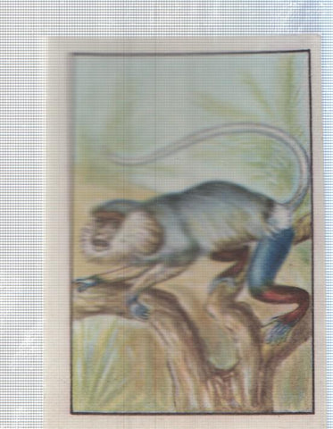 Cromo Nestle numerado 132: Macaco