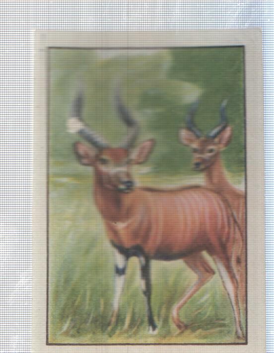 Cromo Nestle numerado 136: Fauna