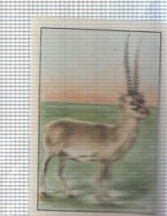 Cromo Nestle numerado 137: Fauna