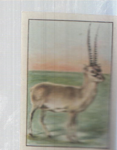 Cromo Nestle numerado 137: Fauna