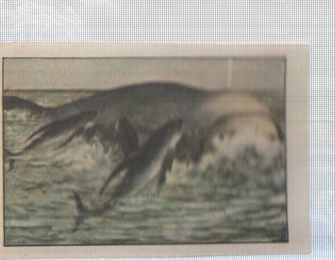 Cromo Nestle numerado 154: Fauna marina