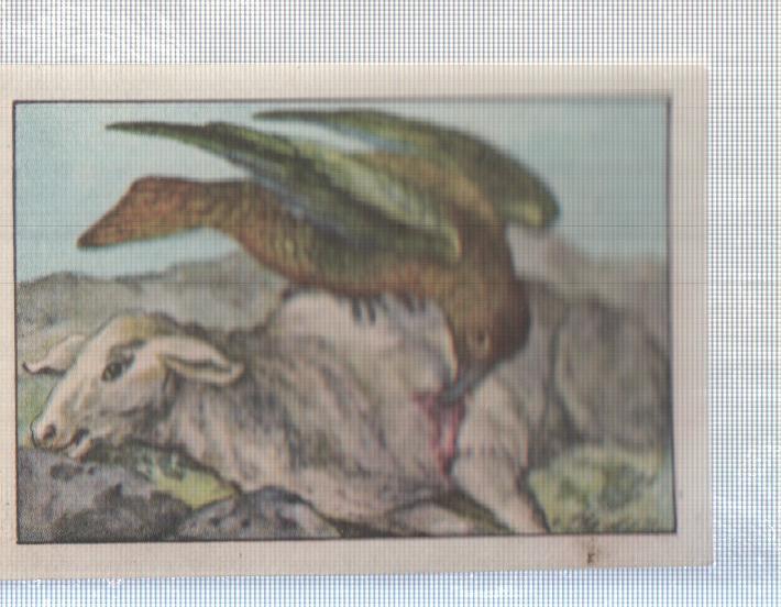 Cromo Nestle numerado 155: Fauna 