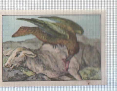 Cromo Nestle numerado 155: Fauna 