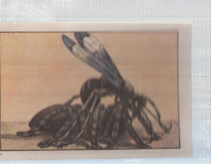 Cromo Nestle numerado 159: Insectos