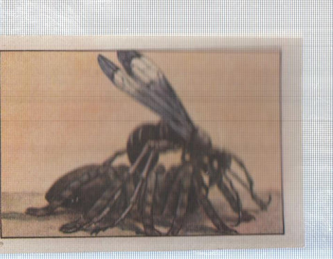 Cromo Nestle numerado 159: Insectos