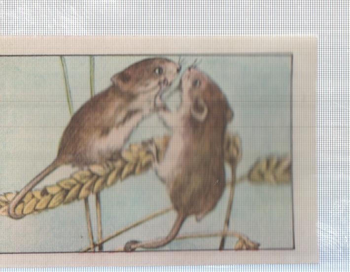 Cromo Nestle numerado 160: Ratones