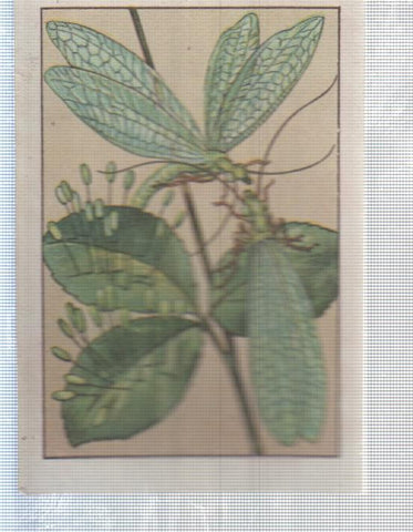 Cromo Nestle numerado 169: Libelulas