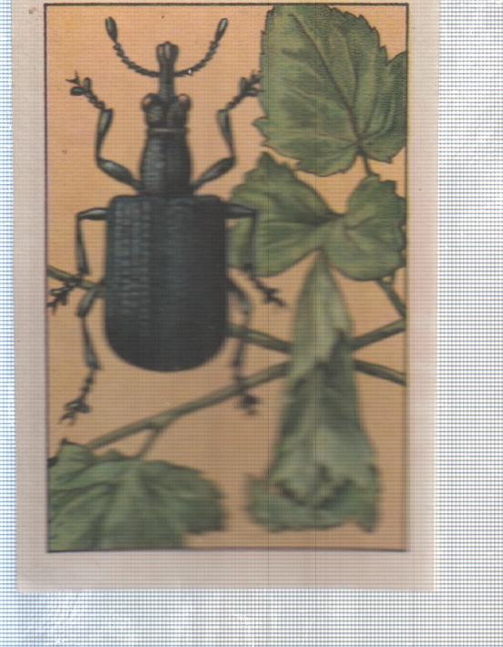 Cromo Nestle numerado 170: Escarabajos