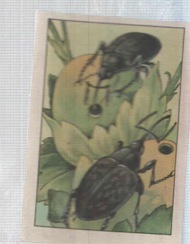 Cromo Nestle numerado 171: Escarabajos