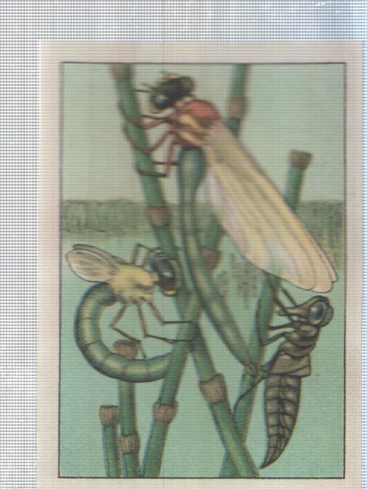 Cromo Nestle numerado 188: Libelula