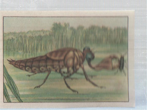 Cromo Nestle numerado 190: Libelula