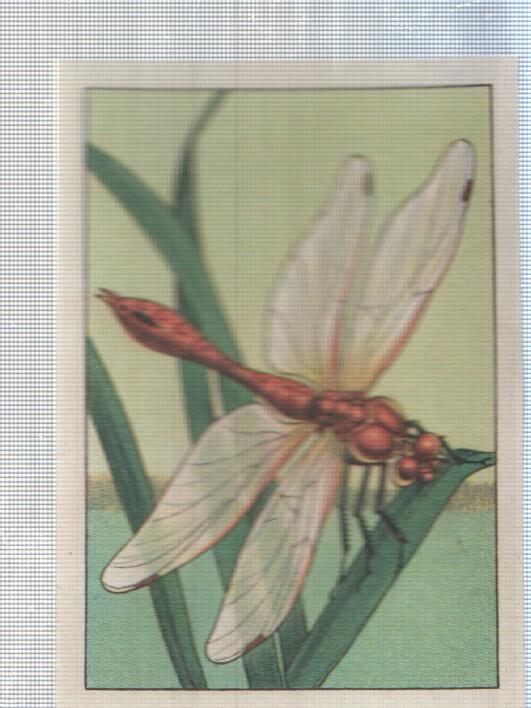 Cromo Nestle numerado 191: Libelula