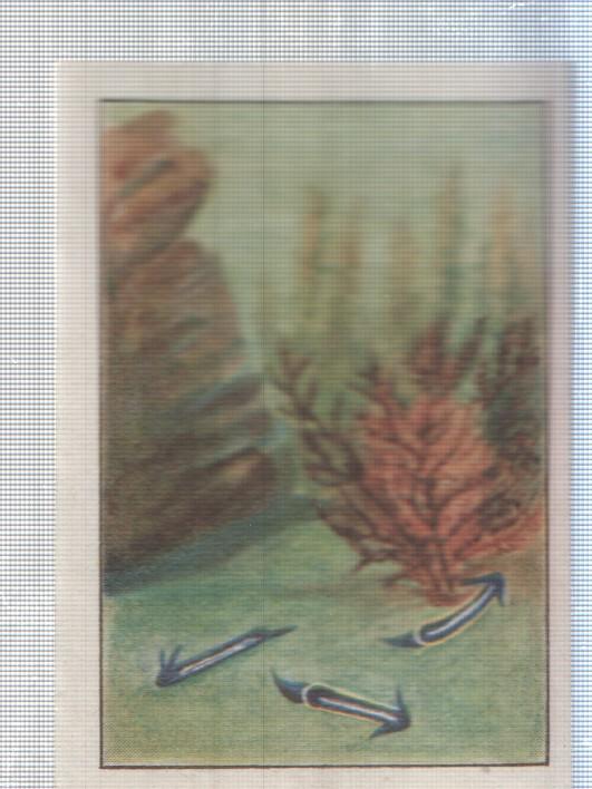 Cromo Nestle numerado 192: Flora marina