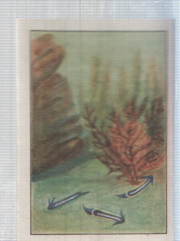 Cromo Nestle numerado 192: Flora marina
