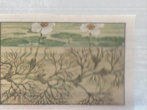 Cromo Nestle numerado 196: Flora