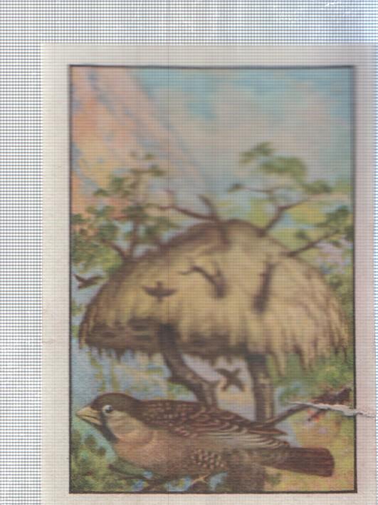 Cromo Nestle numerado 199: Ave