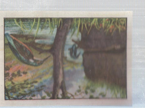Cromo Nestle numerado 201: Aves