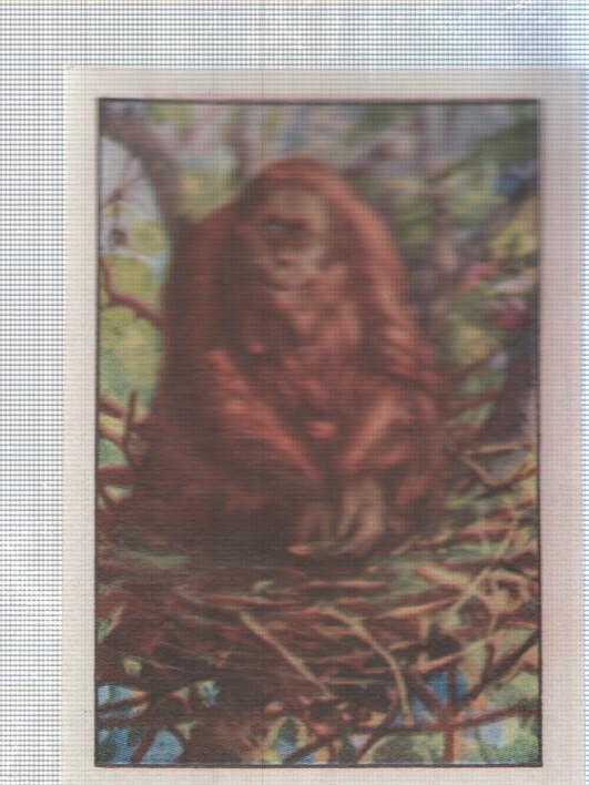 Cromo Nestle numerado 203: Gorila
