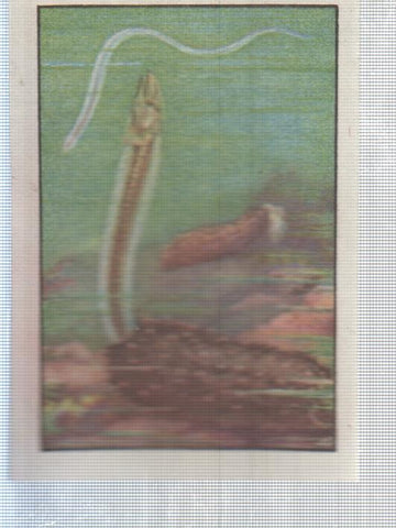 Cromo Nestle numerado 204: Fauna marina