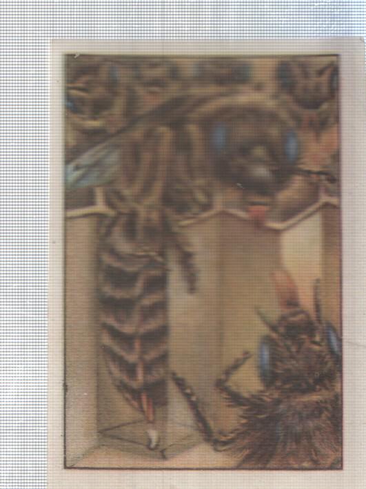 Cromo Nestle numerado 230: Insectos