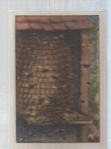 Cromo Nestle numerado 232: Insectos