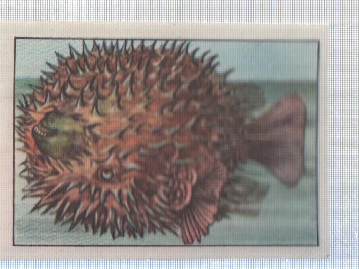 Cromo Nestle numerado 239: Peces