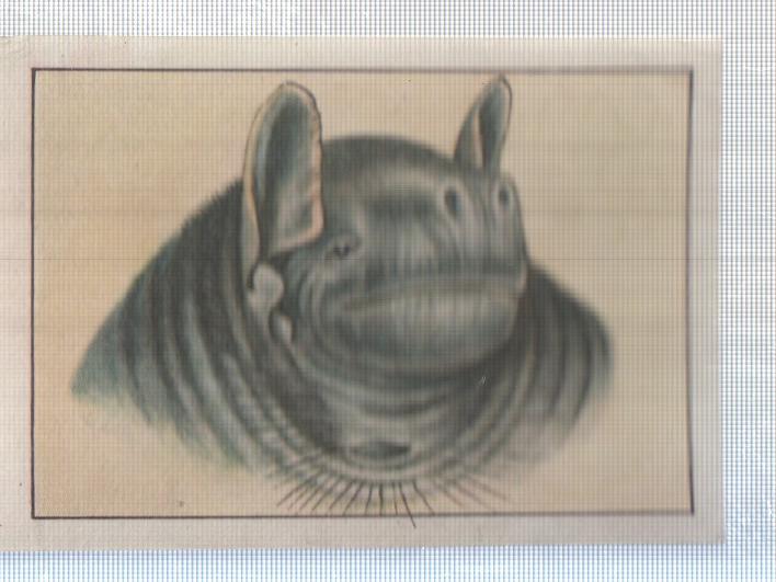 Cromo Nestle numerado 245: Fauna
