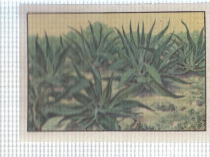 Cromo Nestle numerado 261: Vegetacion