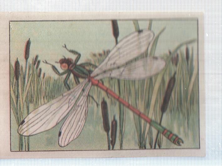 Cromo Nestle numerado 267: Libelula