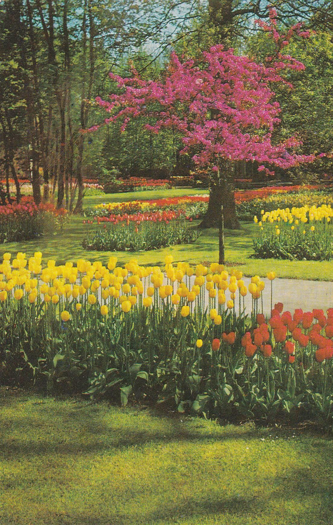 POSTAL B8019: HOLANDA: KEUKENHOF