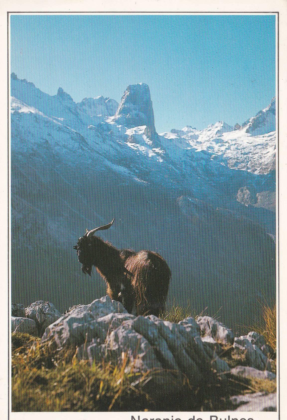 POSTAL B8204: PICOS DE EUROPA: NARANJO DE BULNES