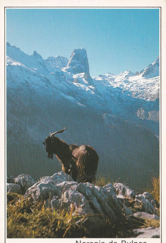 POSTAL B8204: PICOS DE EUROPA: NARANJO DE BULNES