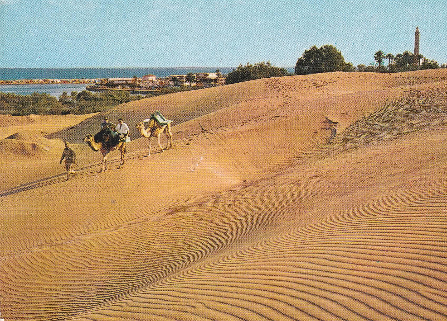 POSTAL B8207: MASPALOMAS: CAMELLOS EN LAS DUNAS