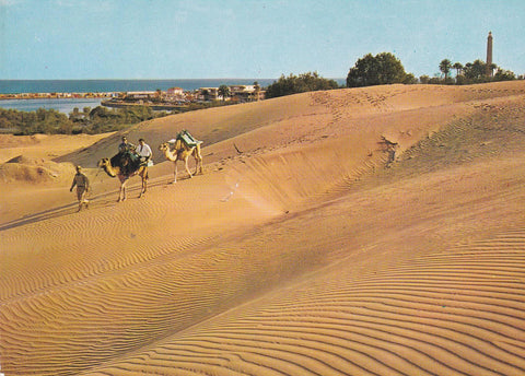 POSTAL B8207: MASPALOMAS: CAMELLOS EN LAS DUNAS