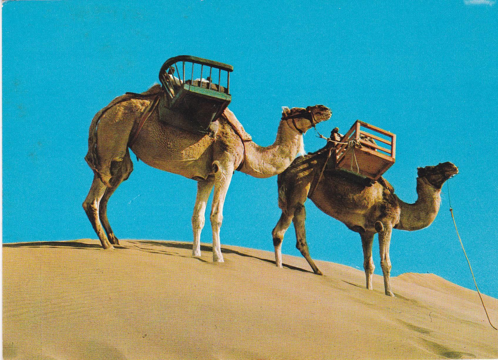 POSTAL B8221: GRAN CANARIA: MASPALOMAS