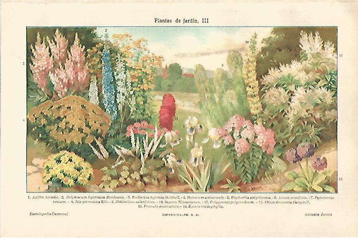 LAMINA ESPASA 20978: Plantas de jardin III