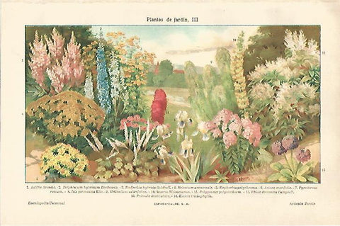 LAMINA ESPASA 20978: Plantas de jardin III