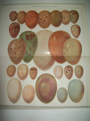 LAMINA ESPASA 21416: Huevos de aves de Europa