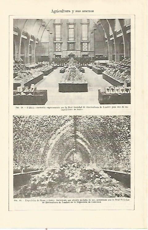LAMINA ESPASA 21902: Exposicion de flores y frutos en la Real Sociedad de Horticultura de Londres