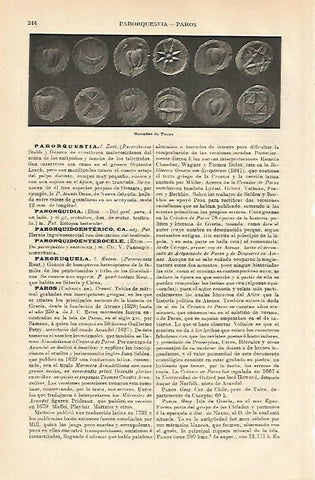 LAMINA ESPASA 23370: Monedas de Paros (Grecia)