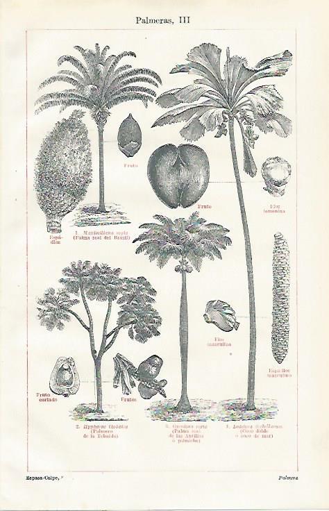 LAMINA ESPASA 23476: Frutos de las palmeras