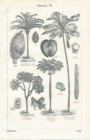 LAMINA ESPASA 23476: Frutos de las palmeras