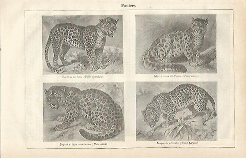 LAMINA ESPASA 23566: Especies de pantera