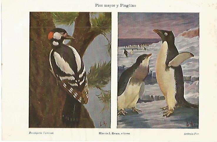 LAMINA DE ESPASA 403: Pico mayor y Pinguino